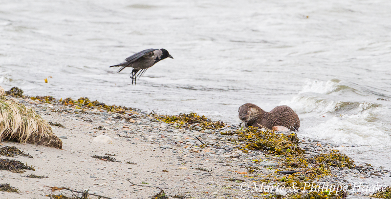 Loutre 8142.jpg - A l'attaque! Manoeuvre d'intimidation d'une corneille mantelée sur une loutre dégustant un poisson! Loutre d'Europe, Lutra Lutra (Storfjorden, Norvège, juin 2012)